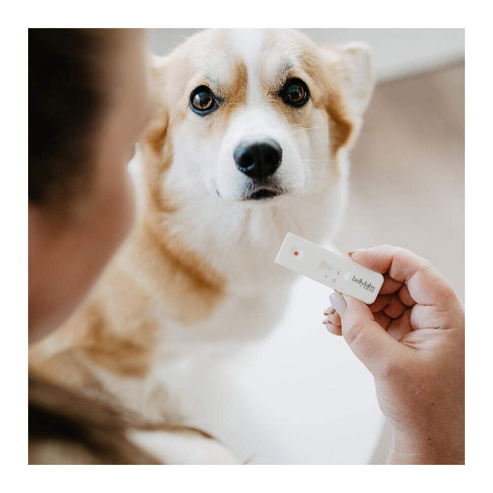 Bellylabs Pregnancy Test For Dogs