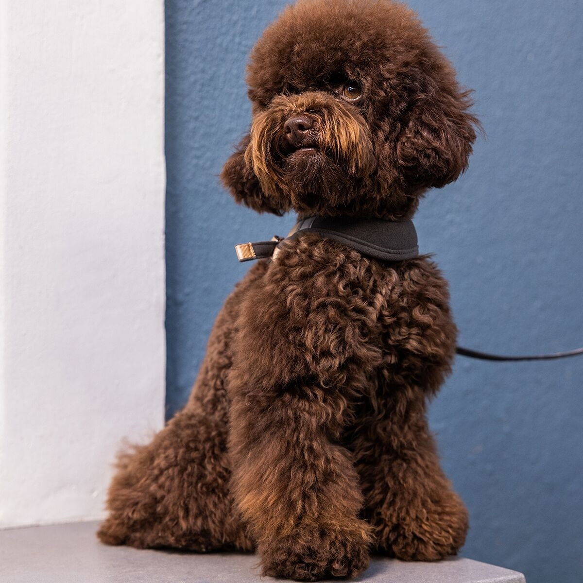 Rogz Urban Fast-Fit harness, gold