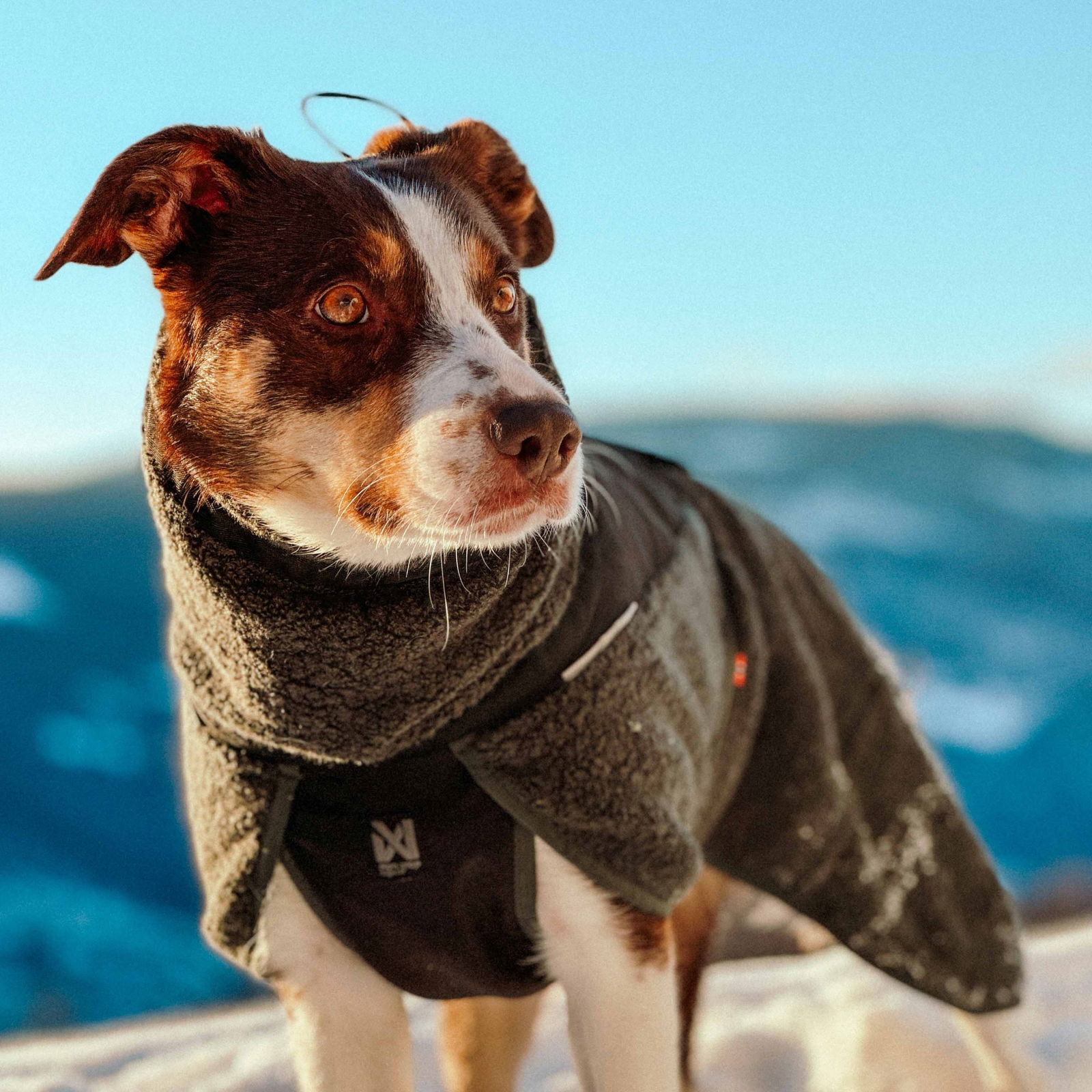 Non-Stop Wool dog jacket, dark teal