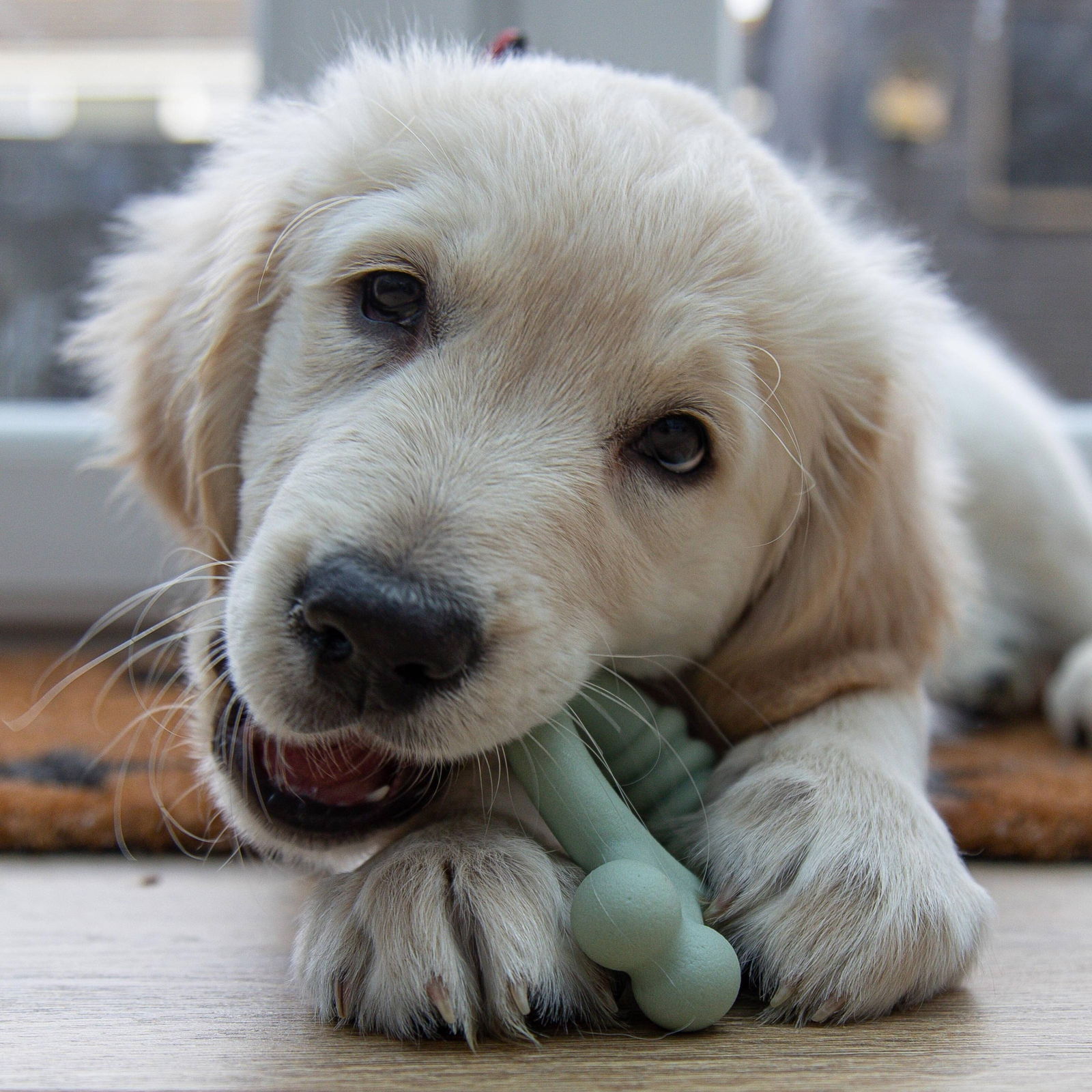 Nylabone Puppy Tactile ring chicken S