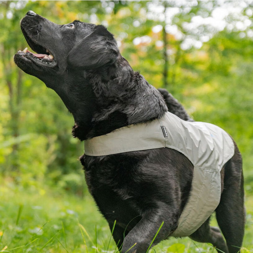 Icepeak Pet Brightly visibility vest VetZoo