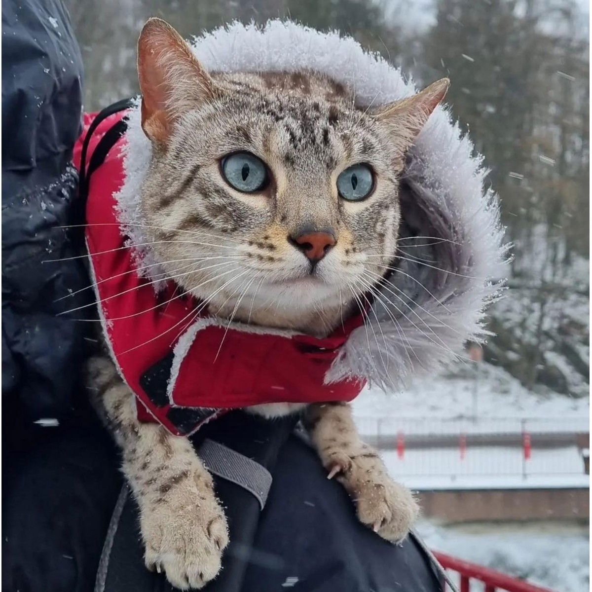 51 Degrees North Aspen Coat, Red