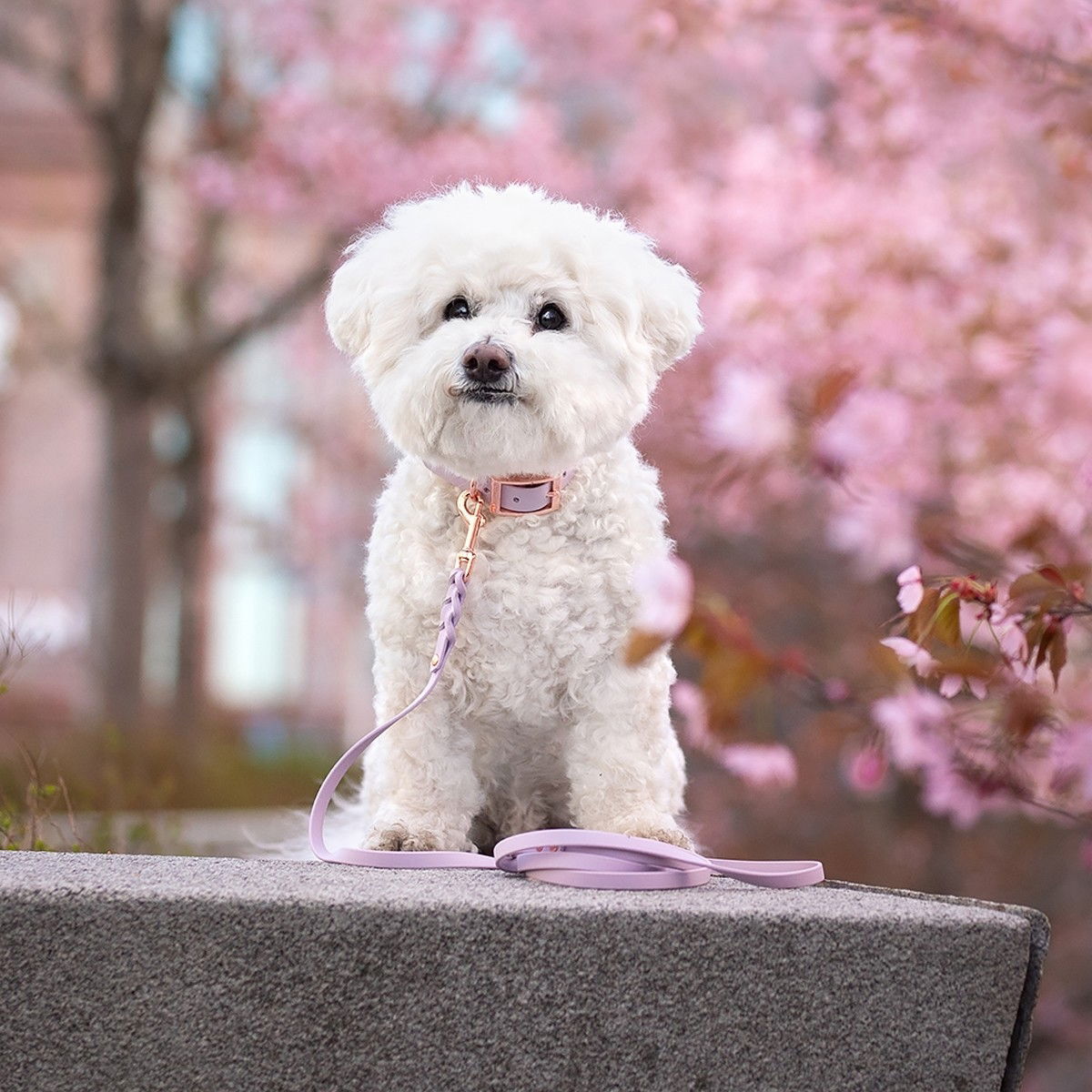 Tyylivoitto Braid leash, lavender