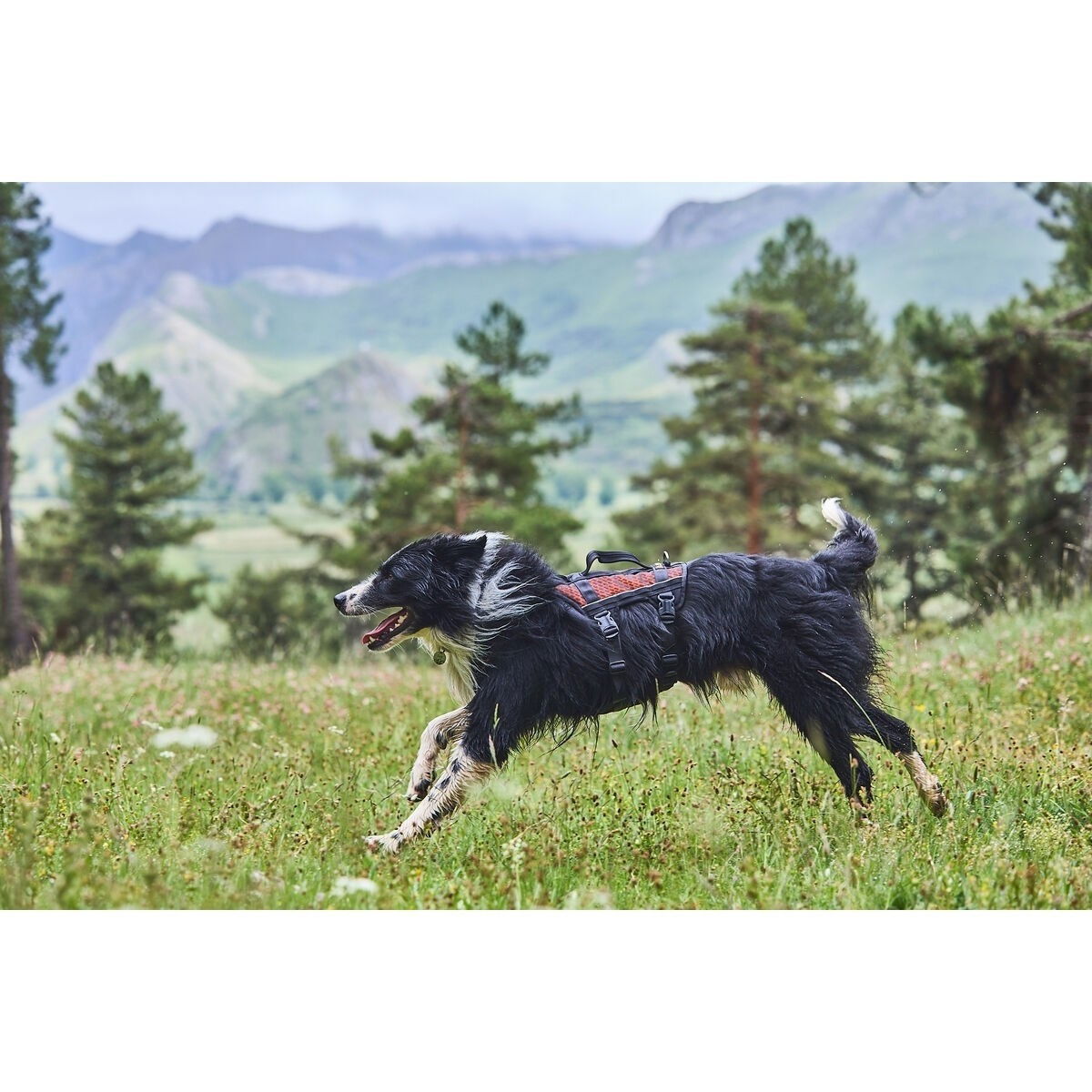 Non-Stop Rock harness long black/orange