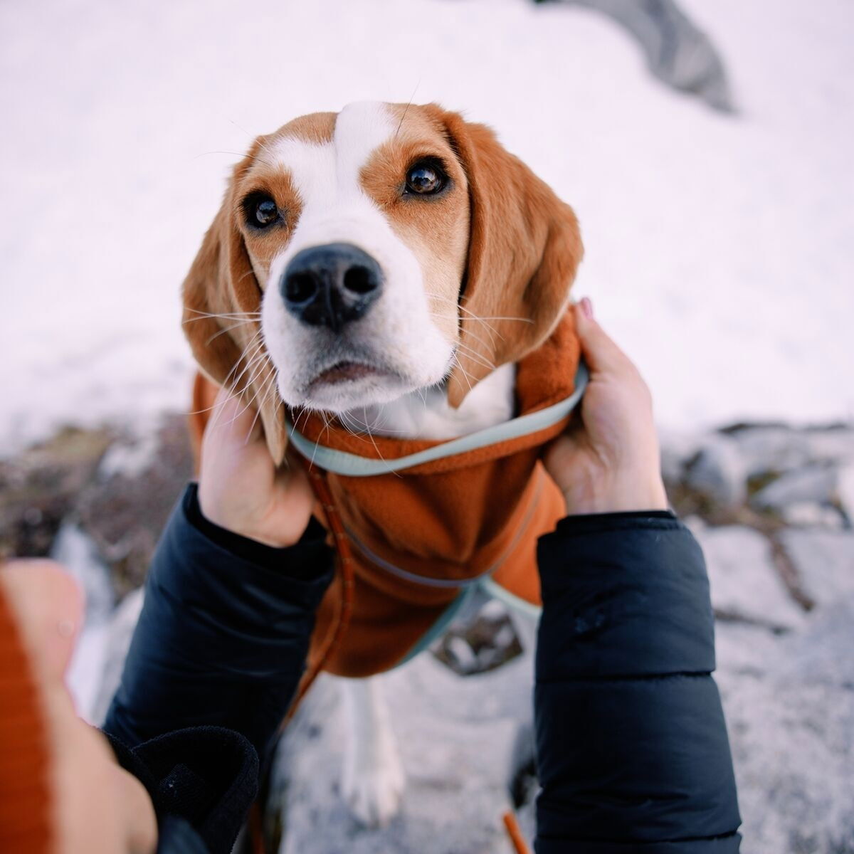 Woolly Wolf Alpha 360 Fleece pullover, Terracotta Mix