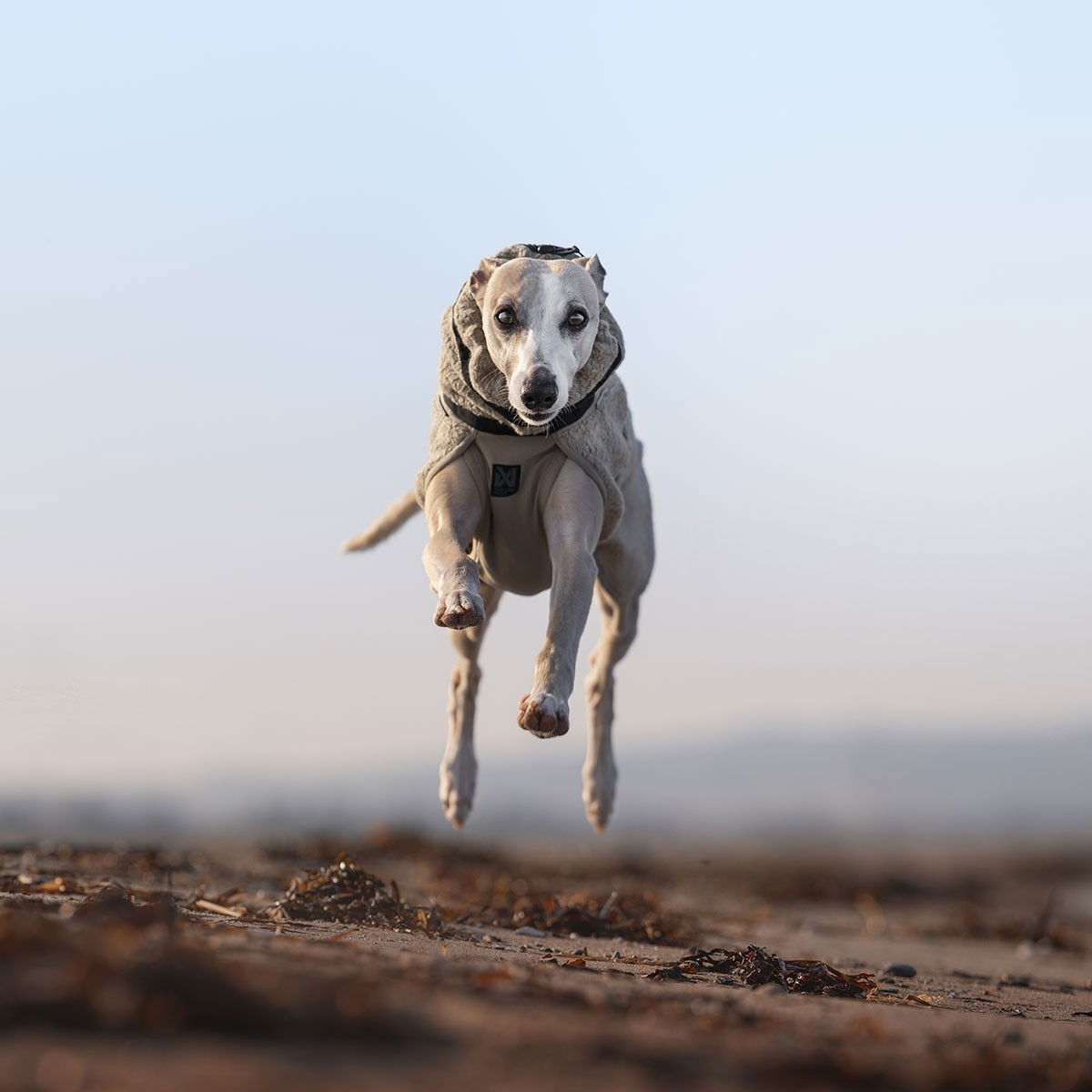 Non-Stop Wool dog jacket beige