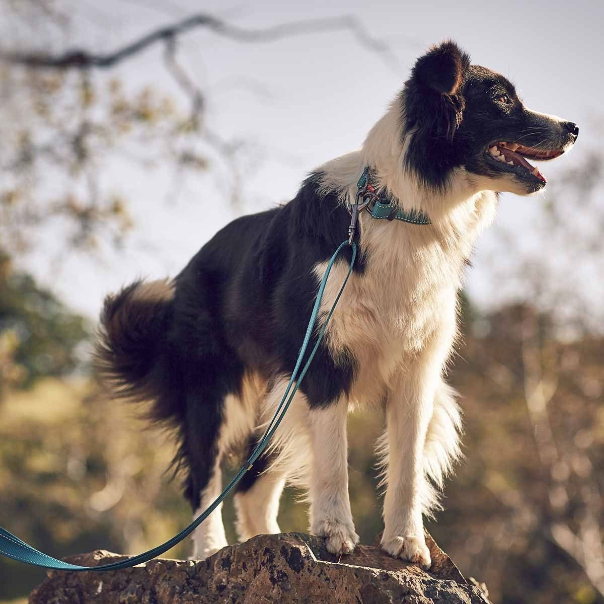 Bliss Polar bånd nylon turkis