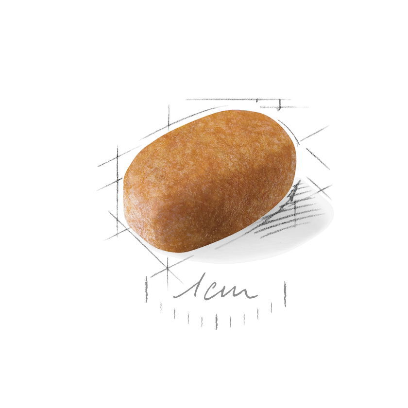 Royal Canin Breed Maltese Adult