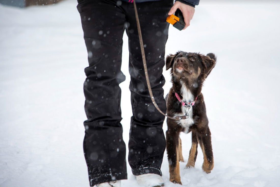 Train'N'Treat Original