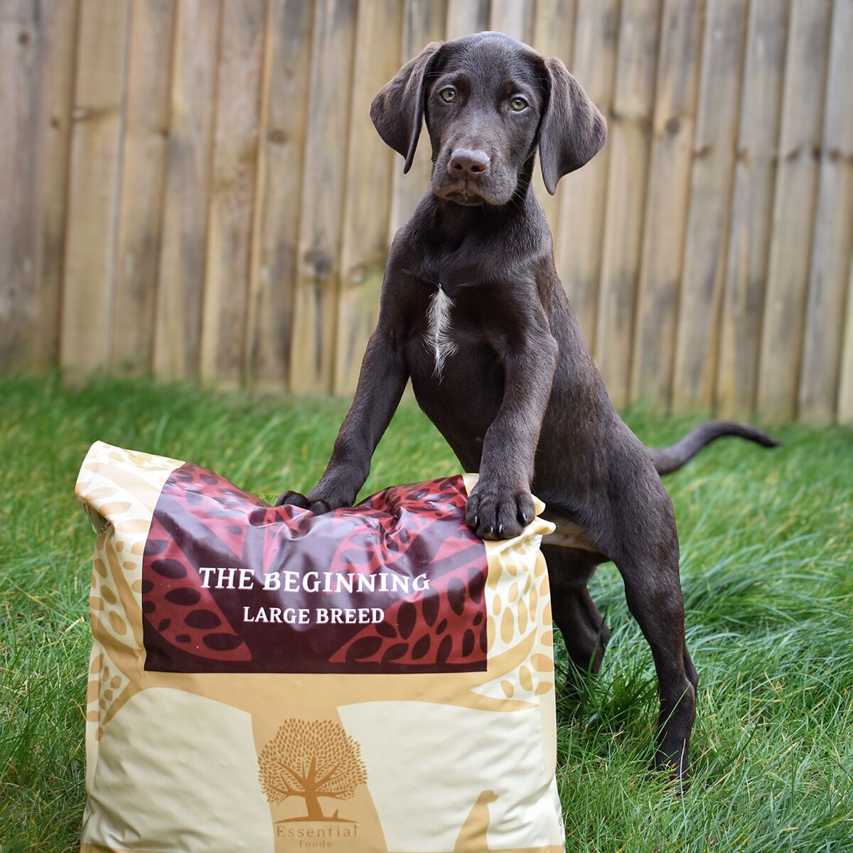 ESSENTIAL the BEGINNING LARGE BREED 10kg