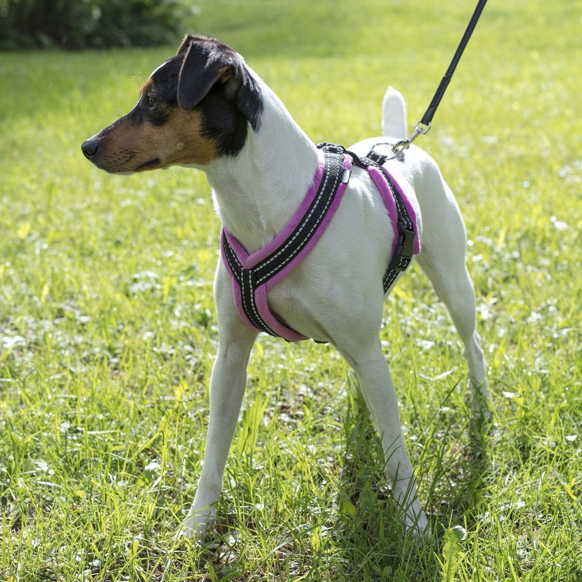 Basic Cosy Y-sele Rosa