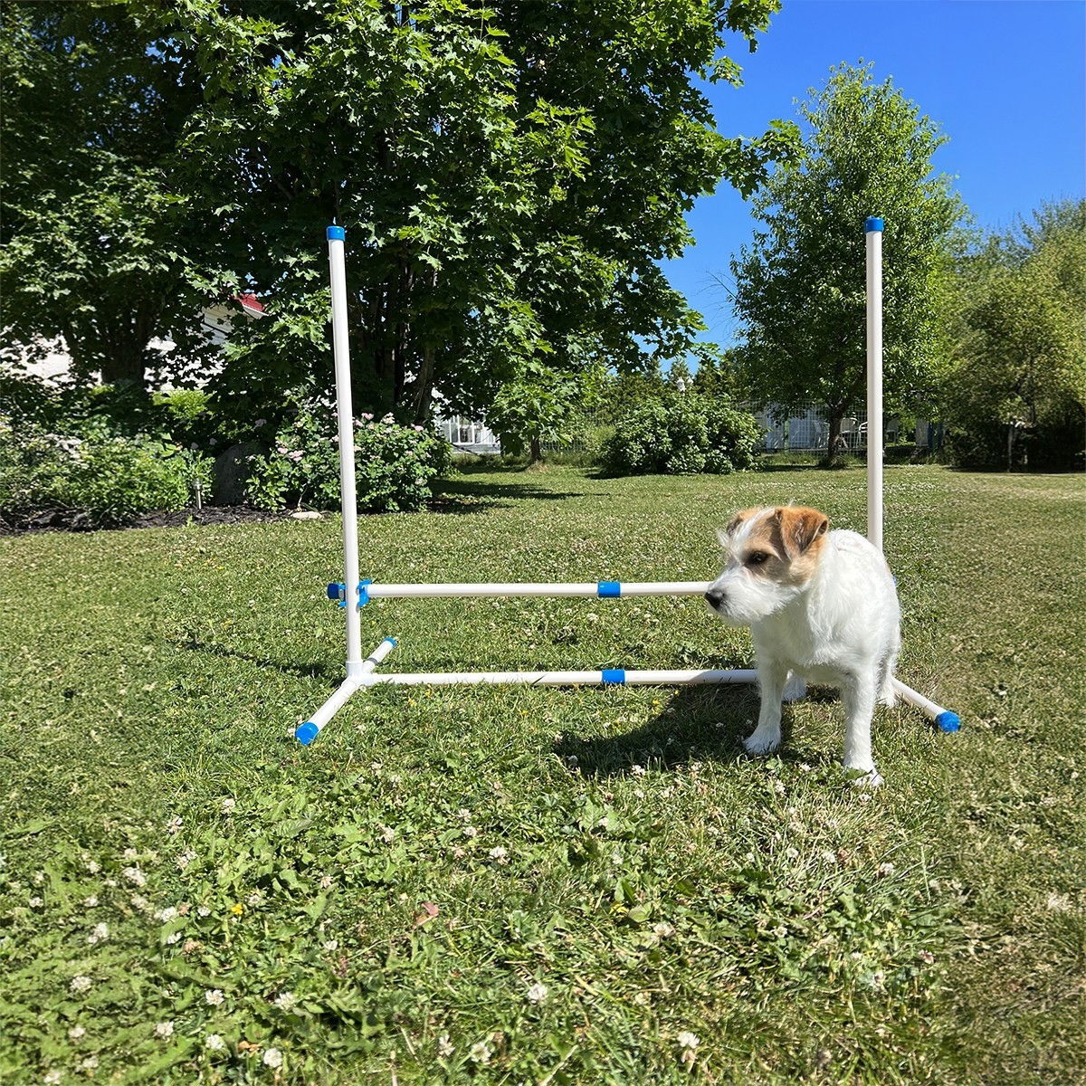 PetEasy Dog Agility set