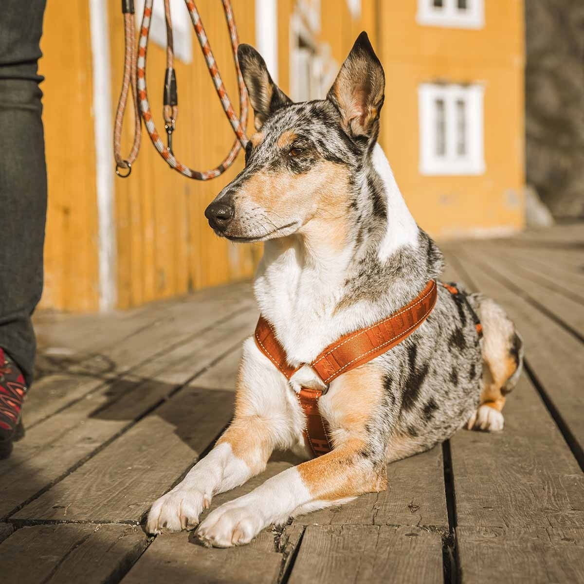 Hurtta Casual pehmustetut y-valjaat kaneli