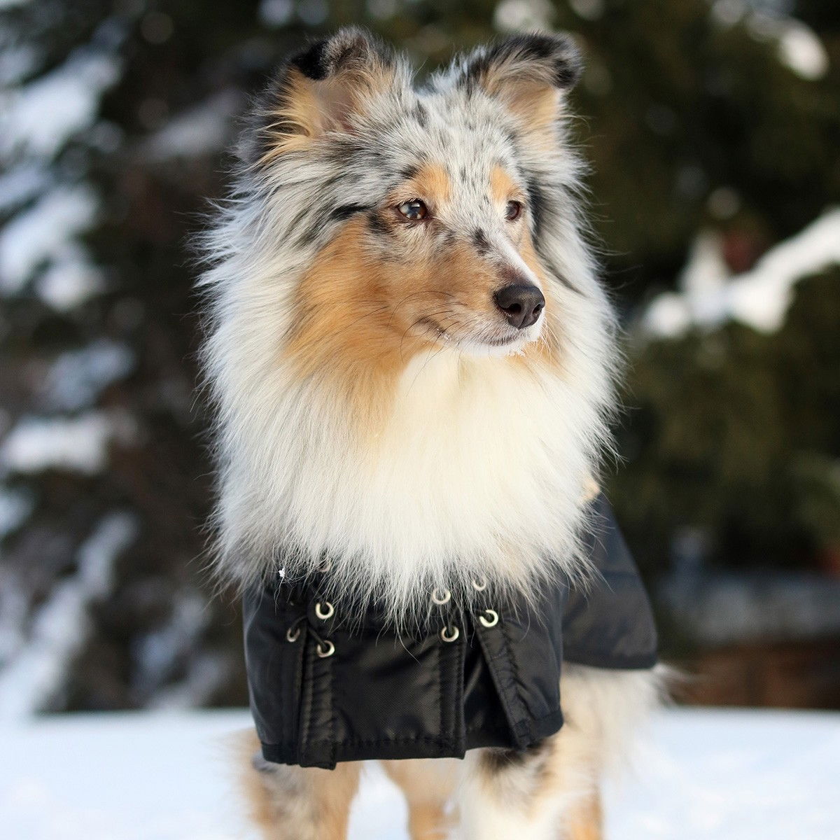 Back on Track Dog rug standard, Black 