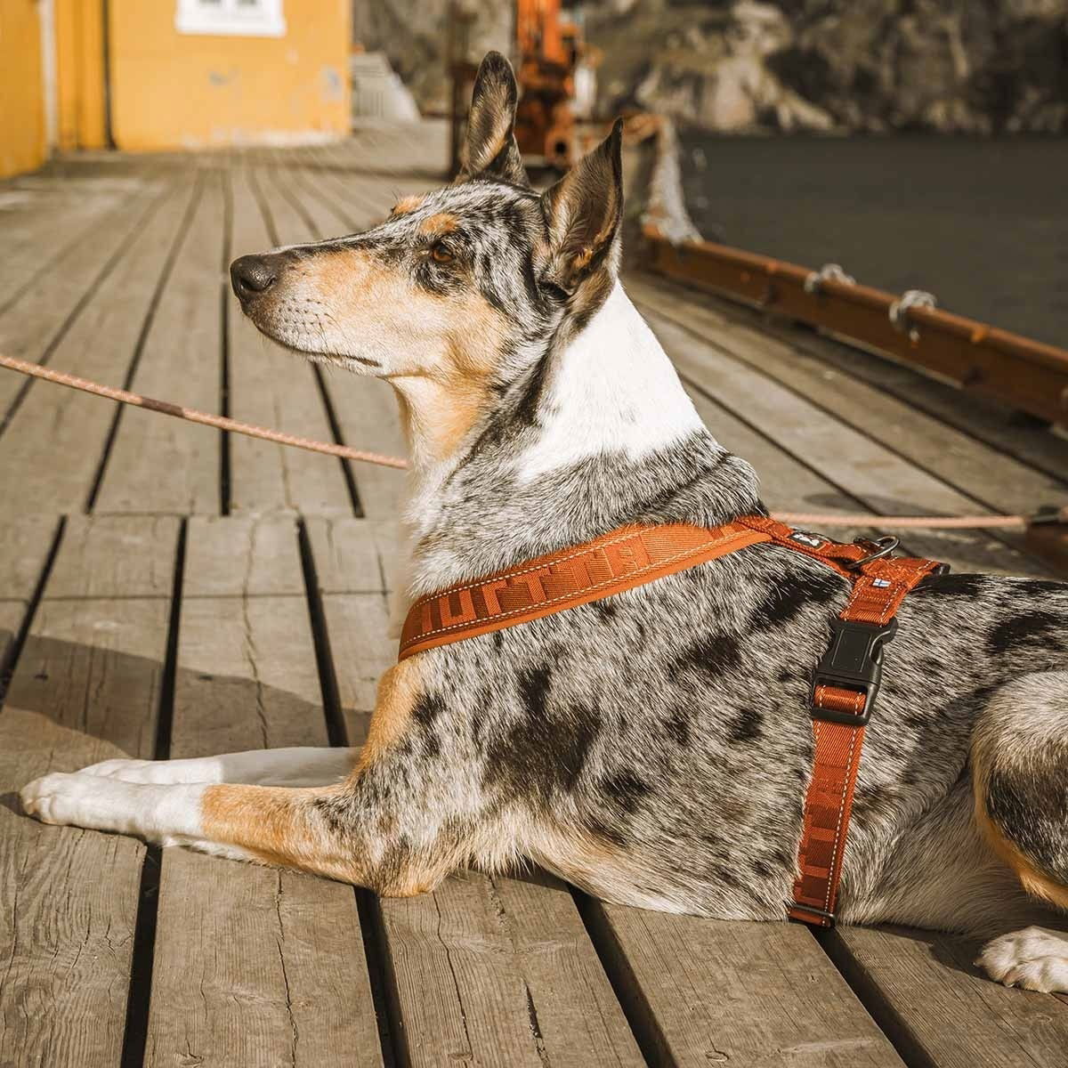 Hurtta Casual pehmustetut y-valjaat kaneli