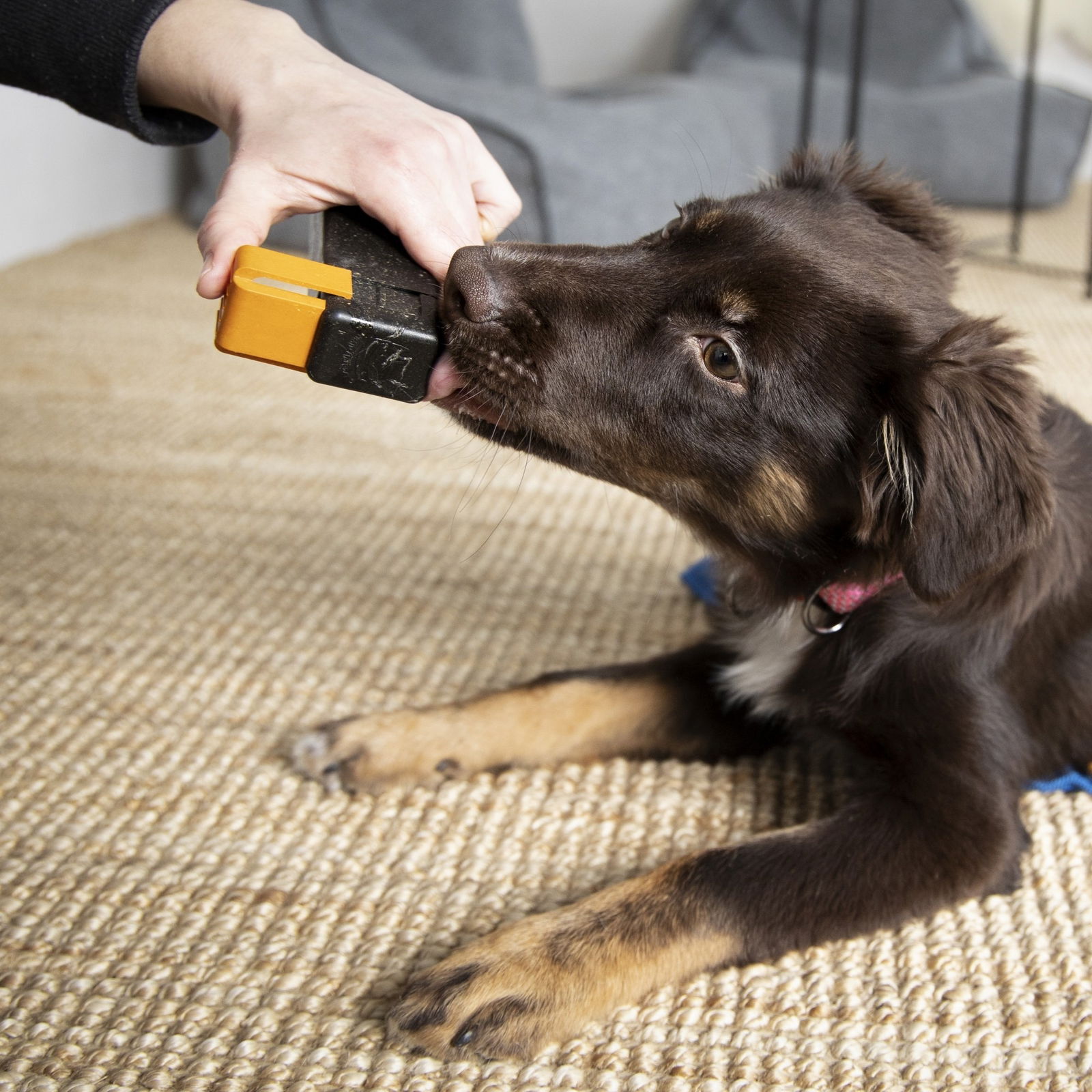 Train'N'Treat Original