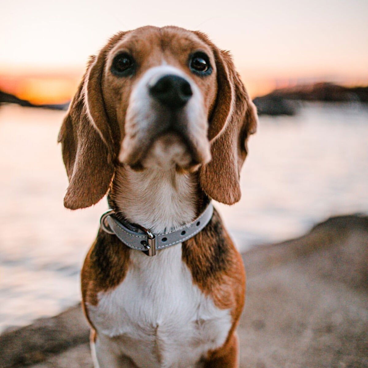 Collar of Sweden Reflex Collar Thin