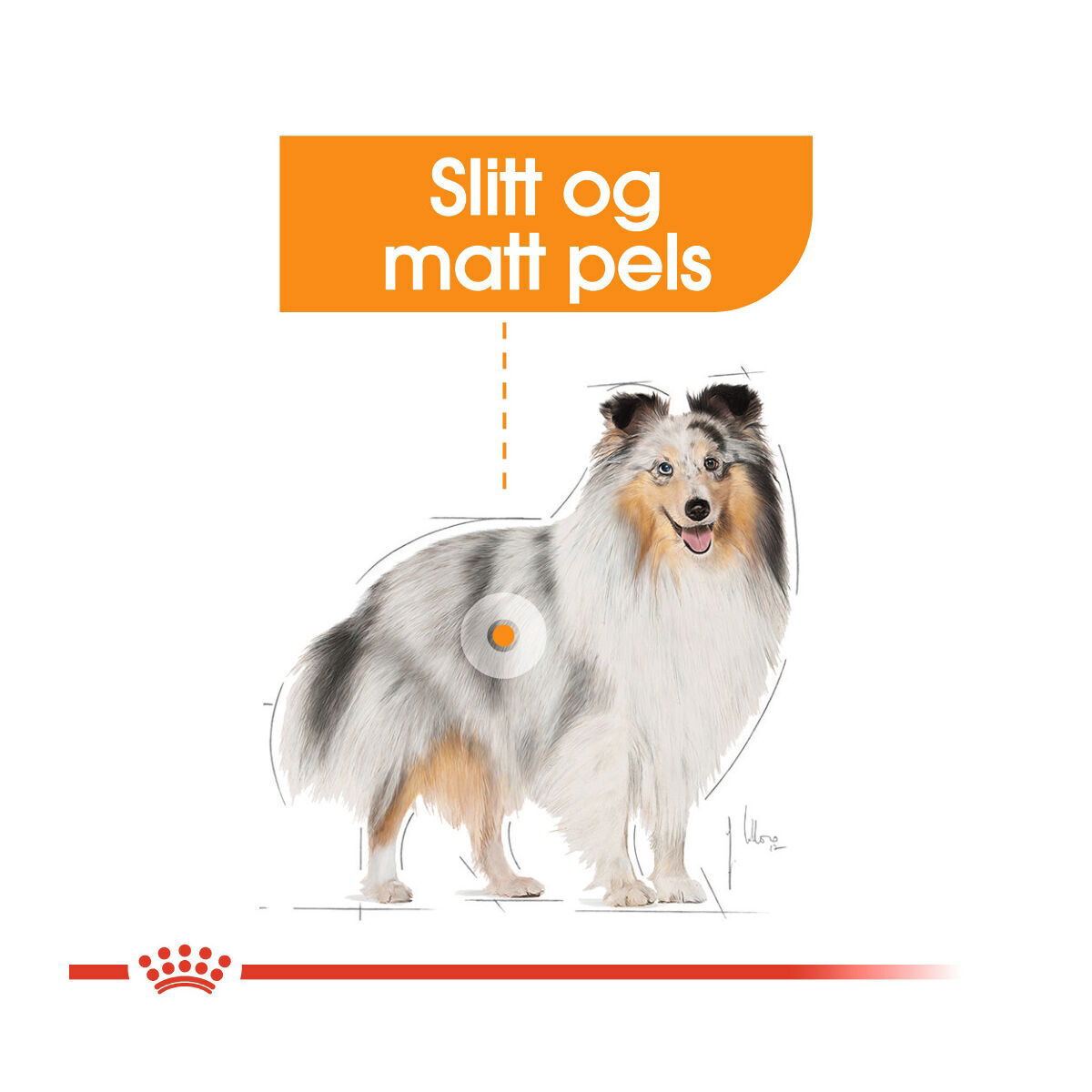 Royal Canin Coat Care Mini Adult tørrfôr til hund
