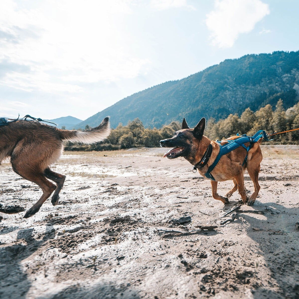 Non-Stop Freemotion harness 5.0, teal