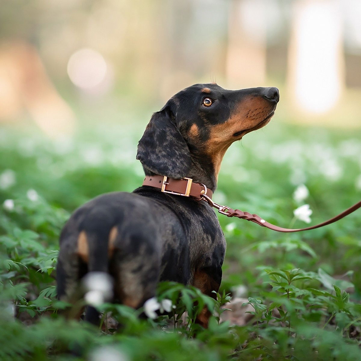 Tyylivoitto Classy collar, brown