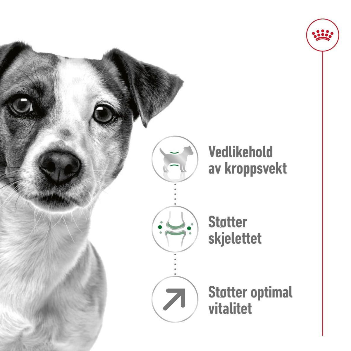 Royal Canin Mini Adult 8+ tørrfôr til hund