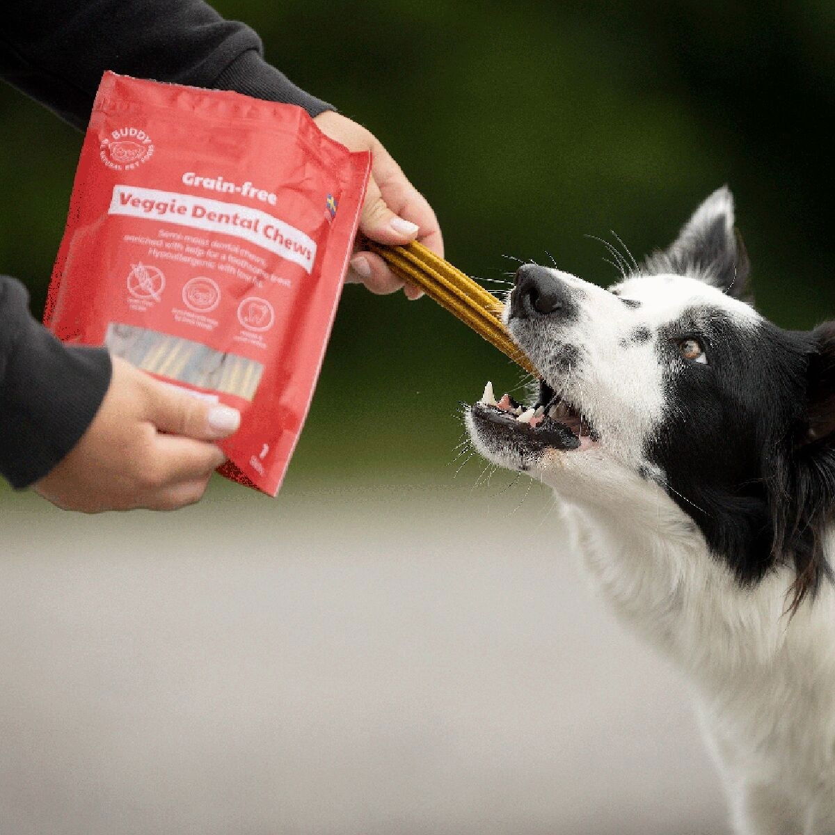 Buddy GF Veggie Dental Chew M