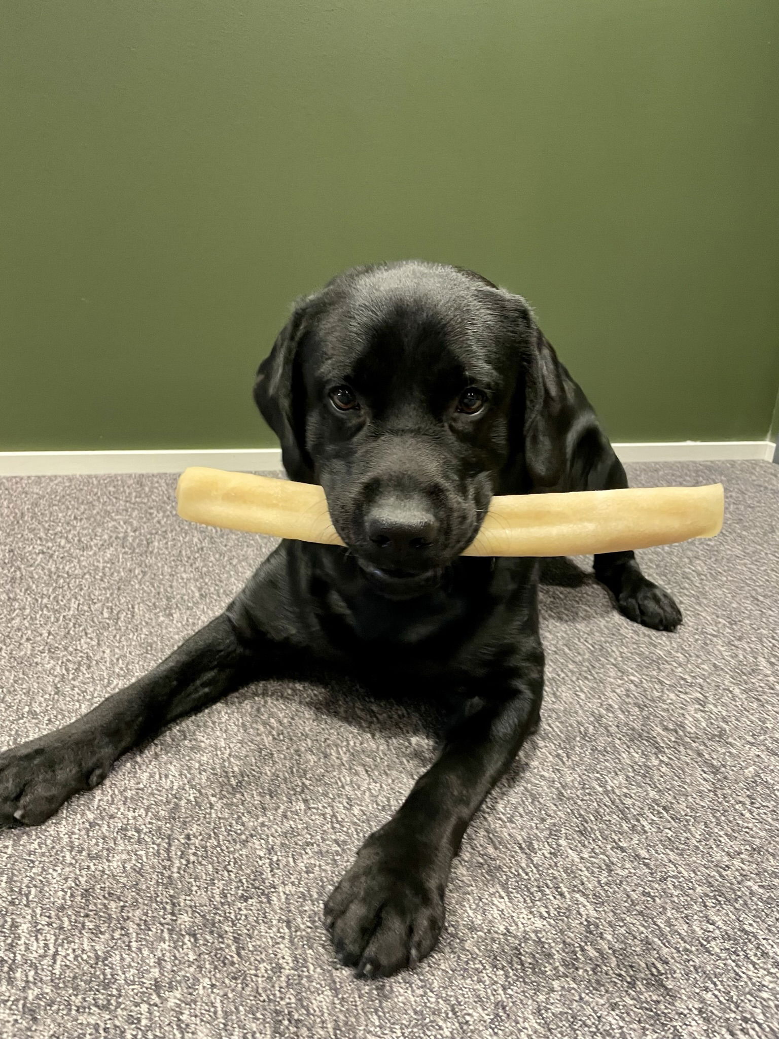 POCCA European Beef Rawhide Roll 37cm