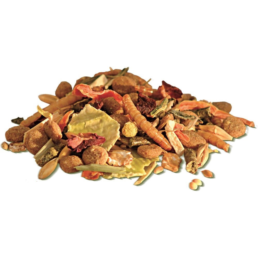 Bunny DwarfHamsterDream Basic