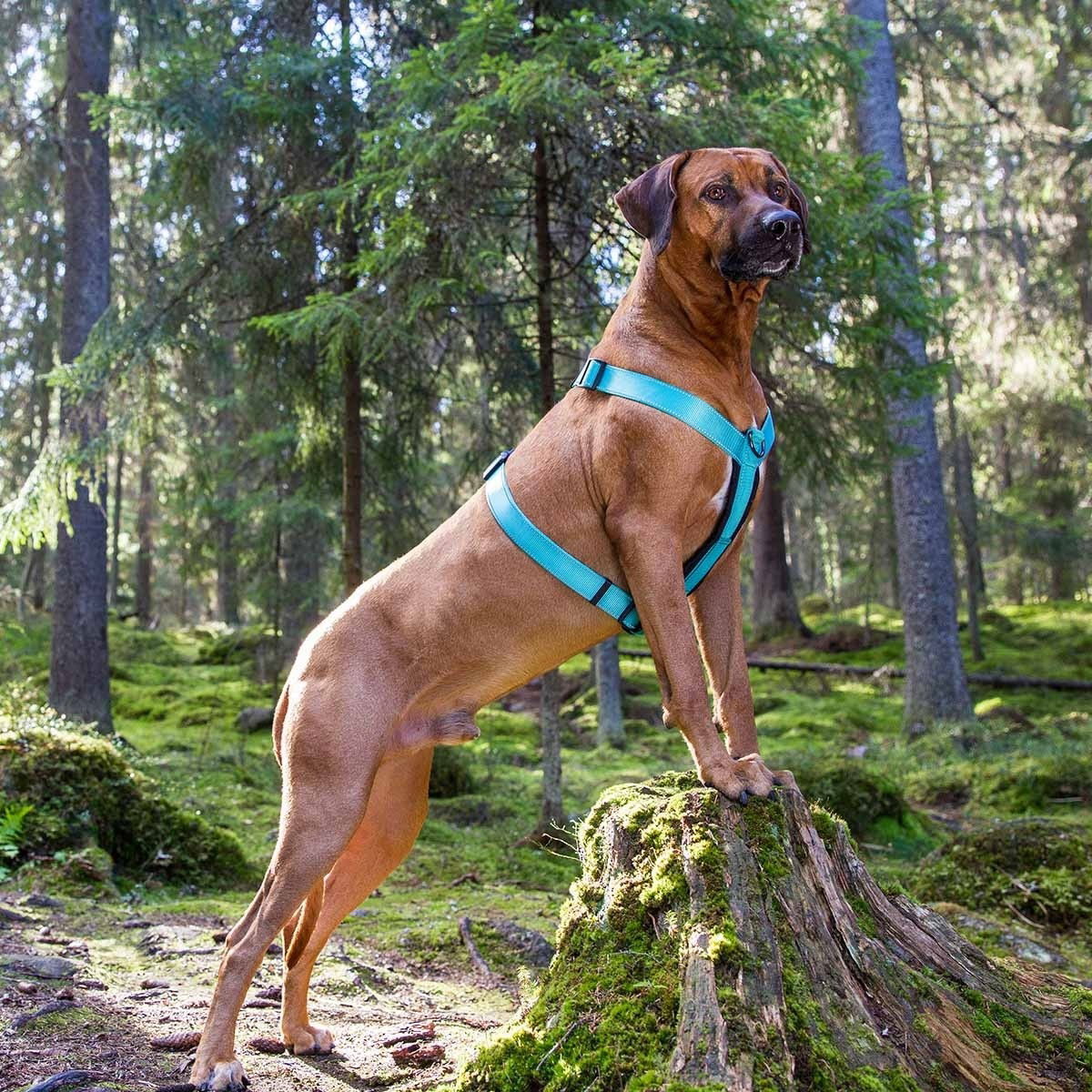 Rukka Form Polar Y-Sele Turkis