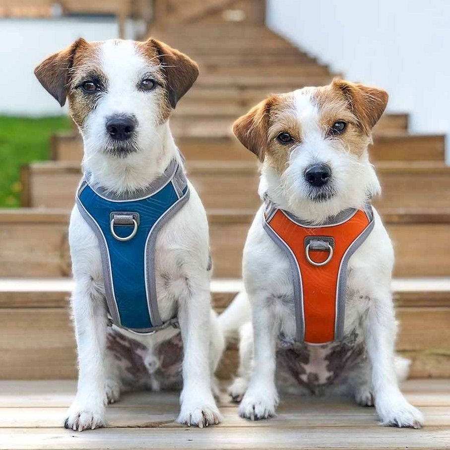 Hurtta Venture No-Pull Harness buckthorn