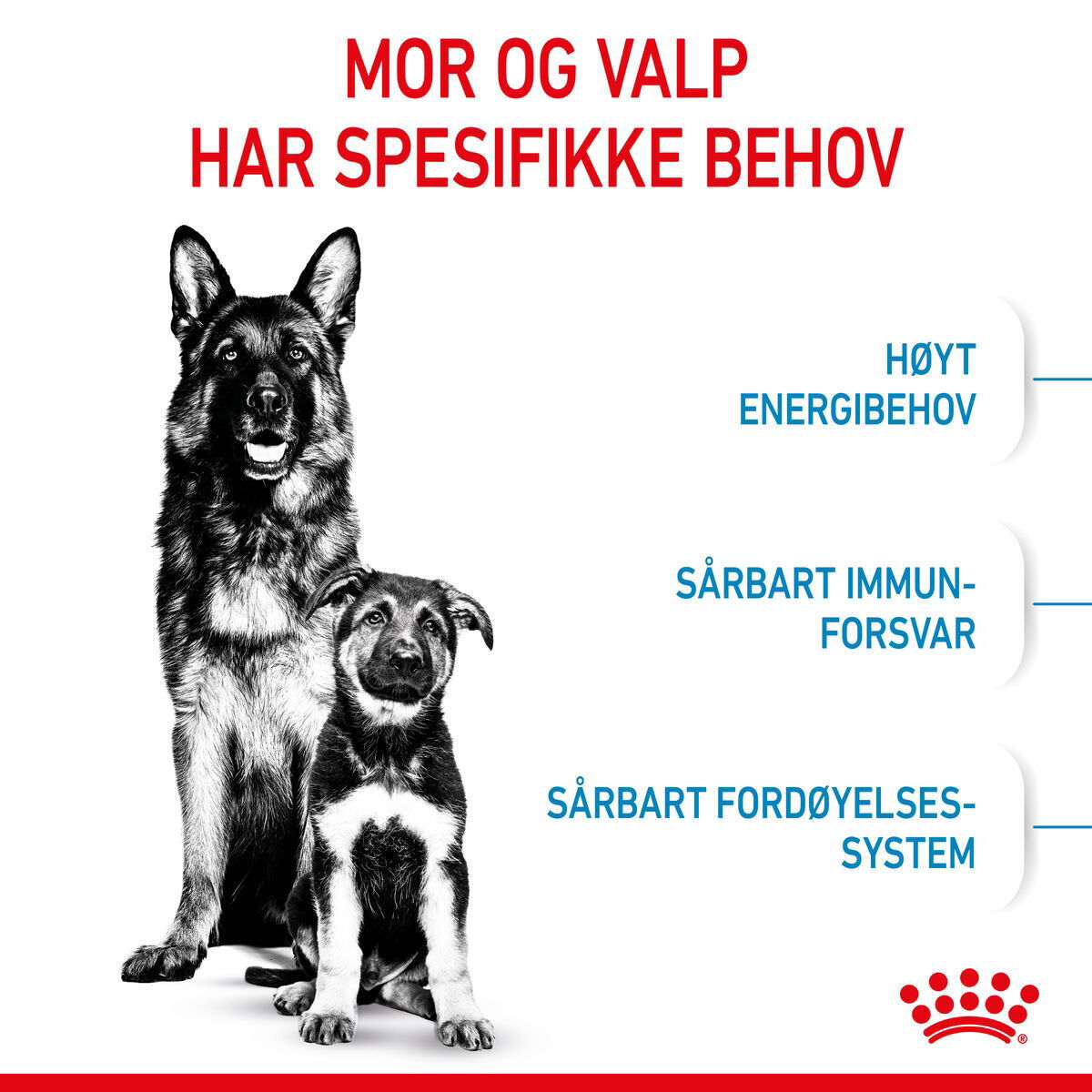 Royal Canin Maxi Starter tørrfôr til hund og valp