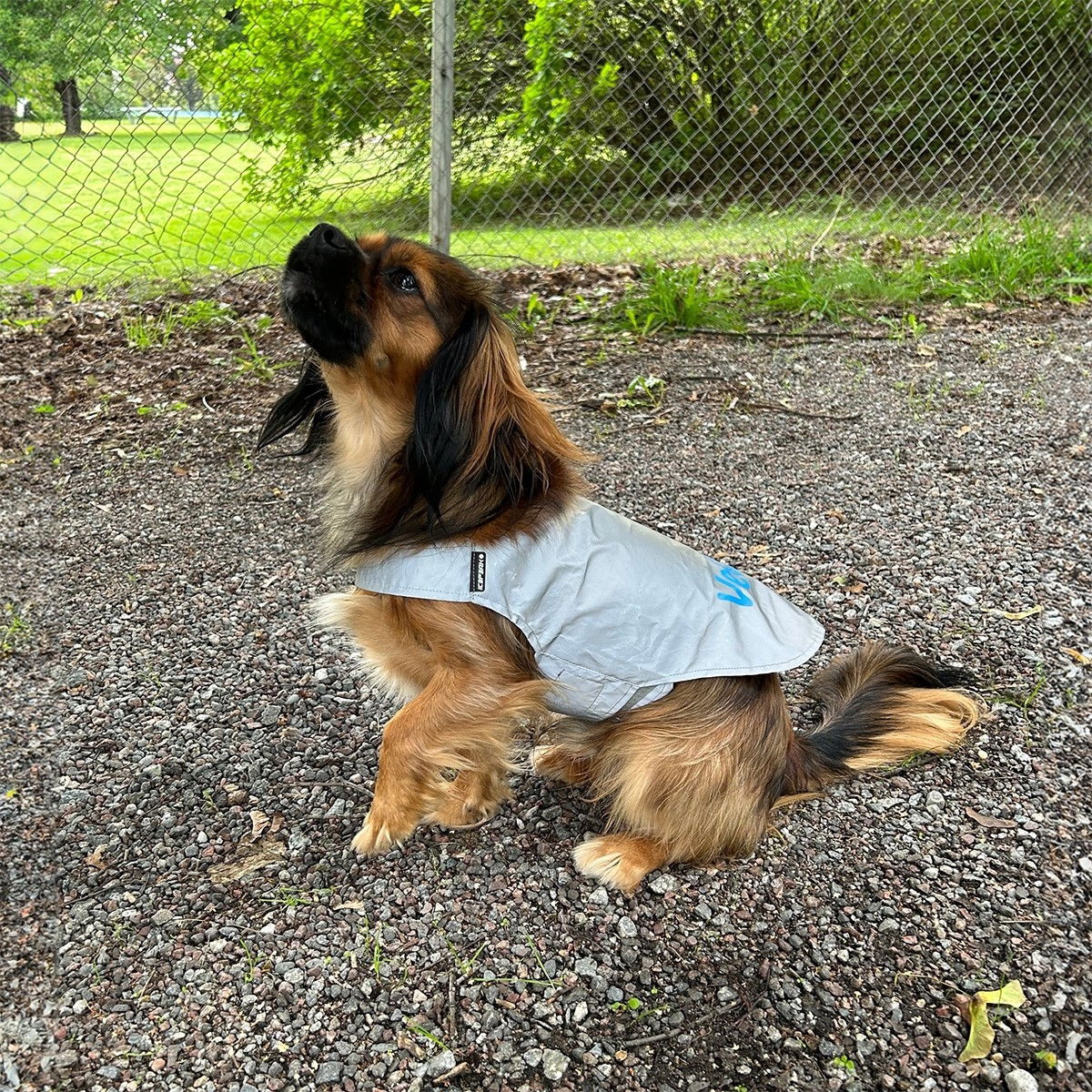 Icepeak Pet Brightly visibility vest VetZoo