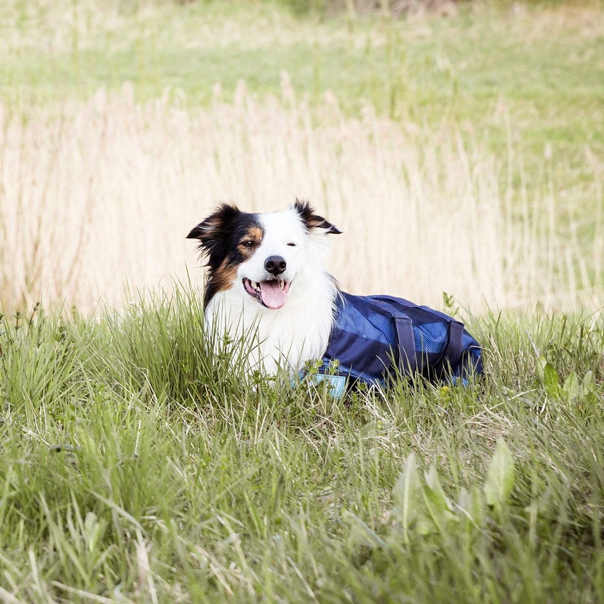 Back on Track Kjøledekken Cool on Track