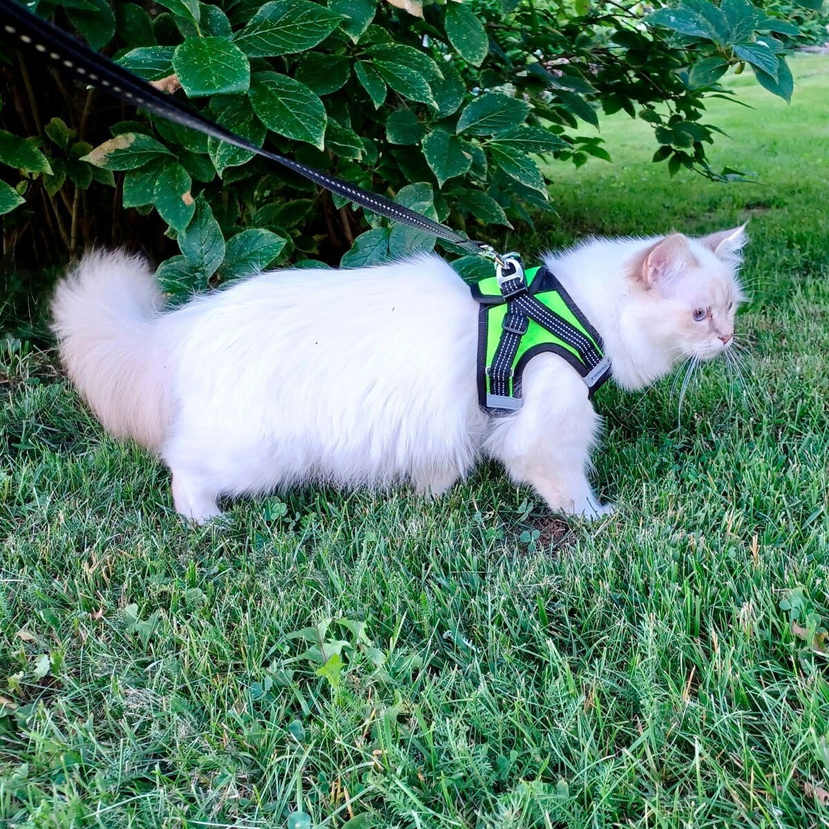 FinNero Hali vest harness
