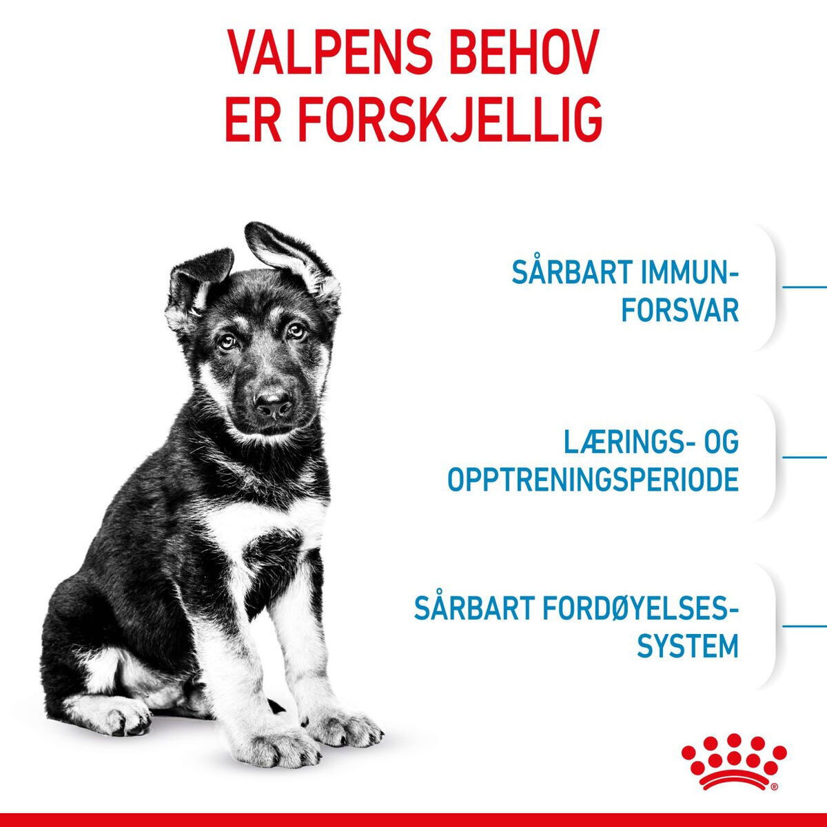 Royal Canin Maxi Puppy Tørrfôr til valp