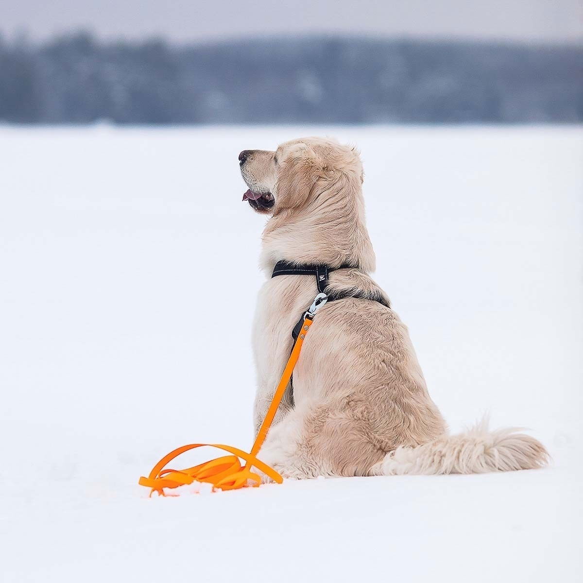 Tyylivoitto Working training leash 6m, orange