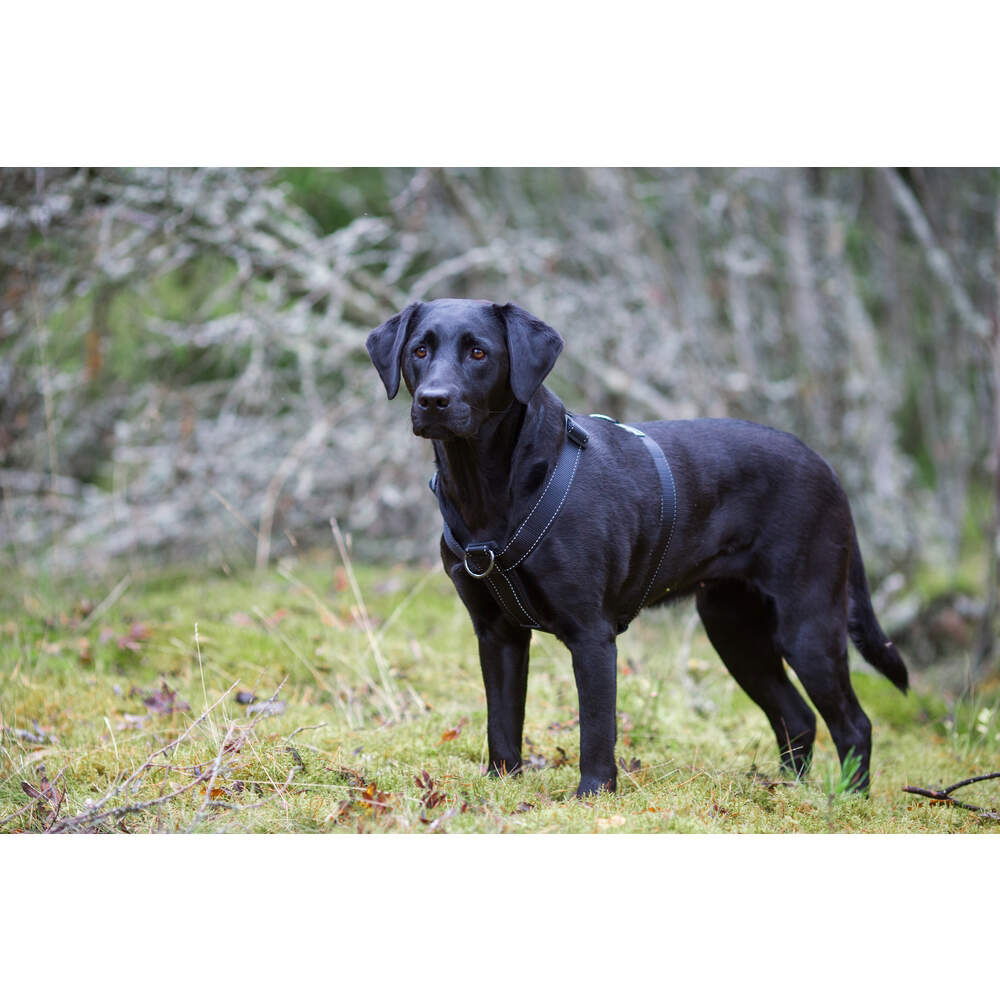 Rukka Form Polar Y-sele nylon svart