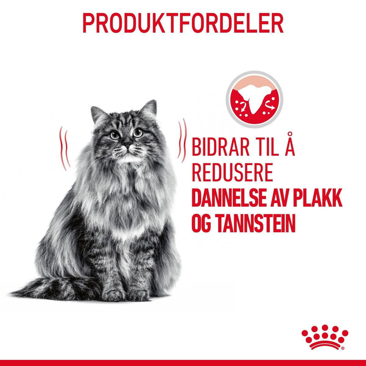 Royal Canin Dental Care Adult tørrfôr til katt