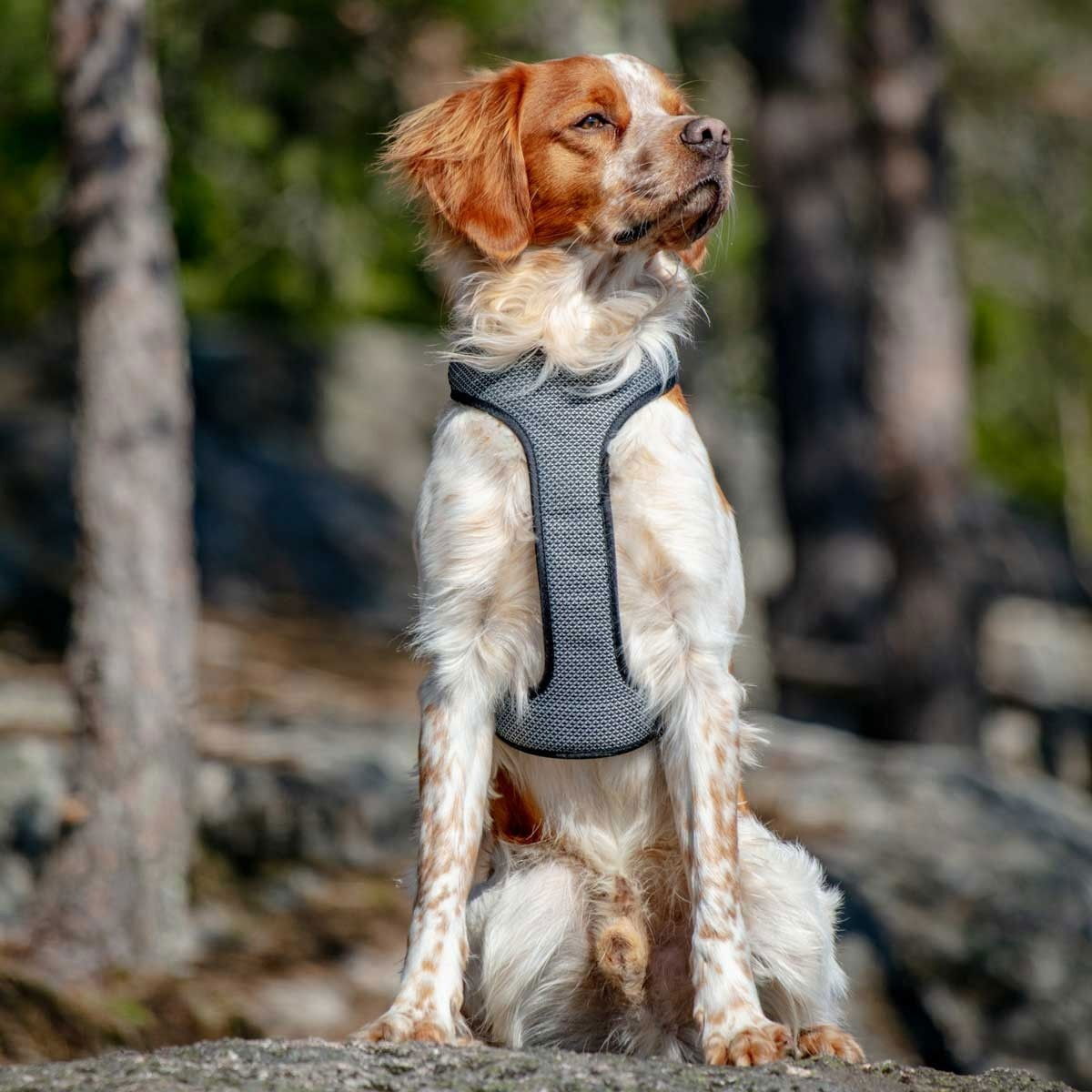 Feel Active Reflective harness Black