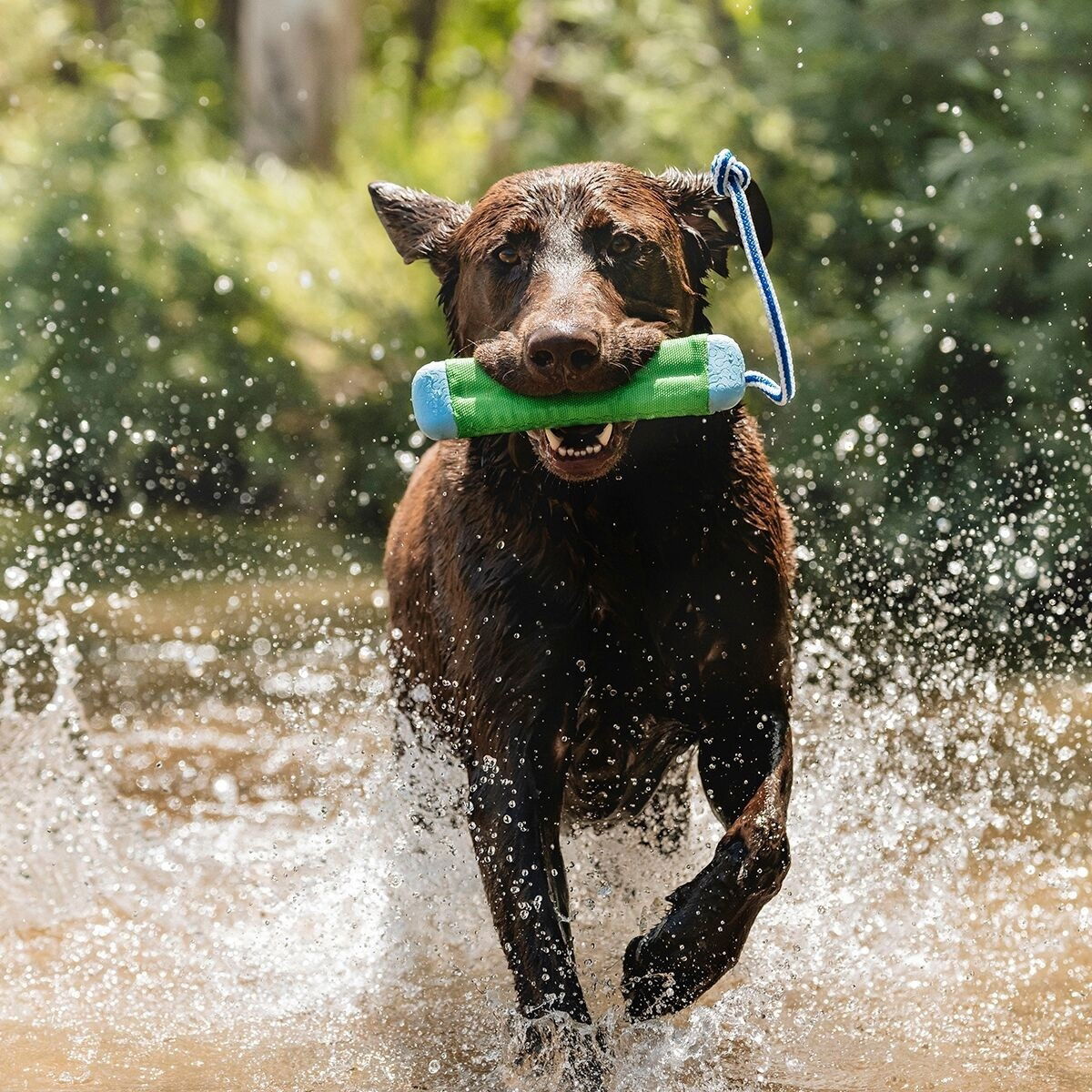 Chuckit Bumper Dummy