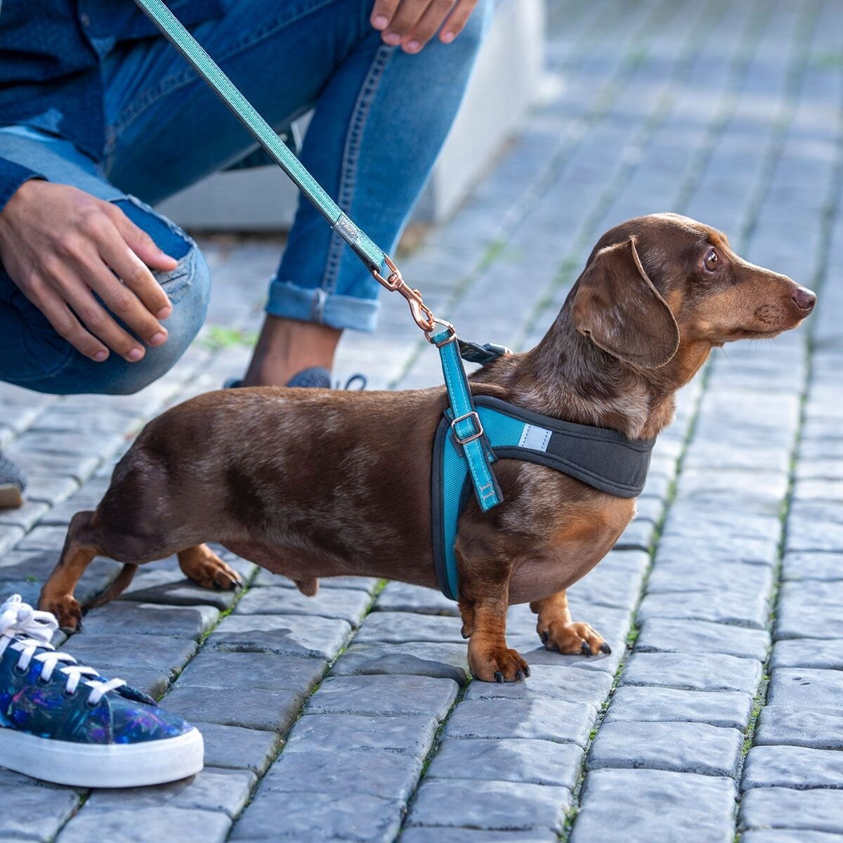 Rogz Urban Fast-Fit harness, turquoise