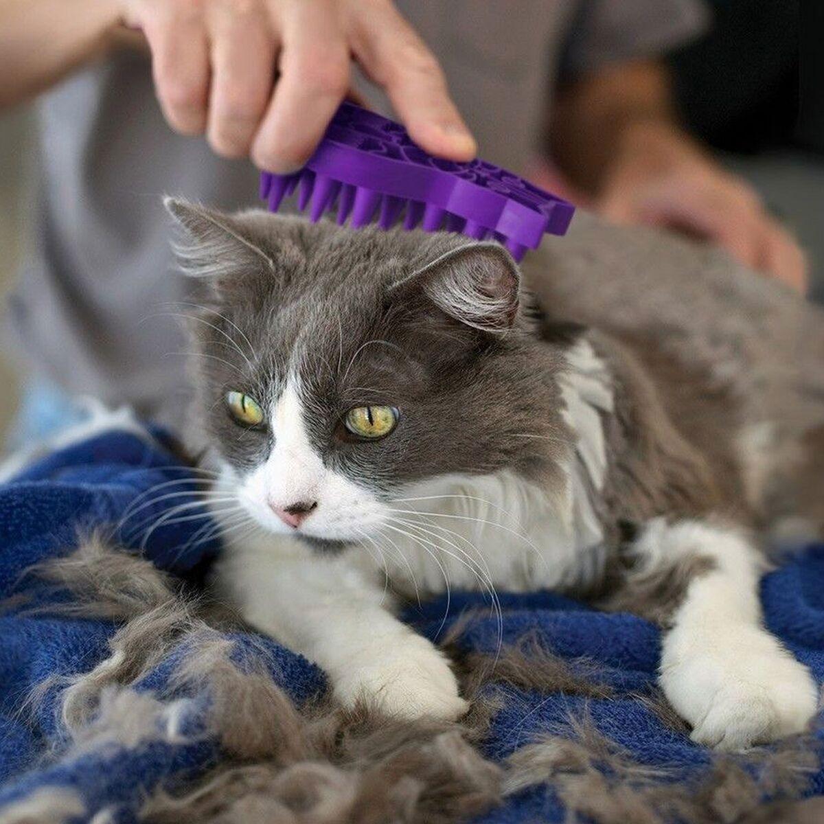 KONG Cat ZoomGroom 