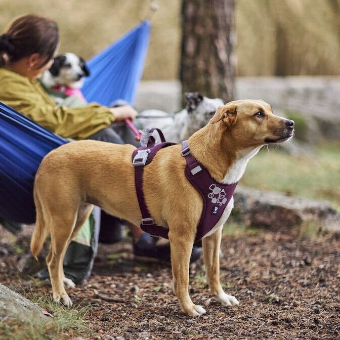 Hurtta Weekend Warrior Harness II ECO eggplant