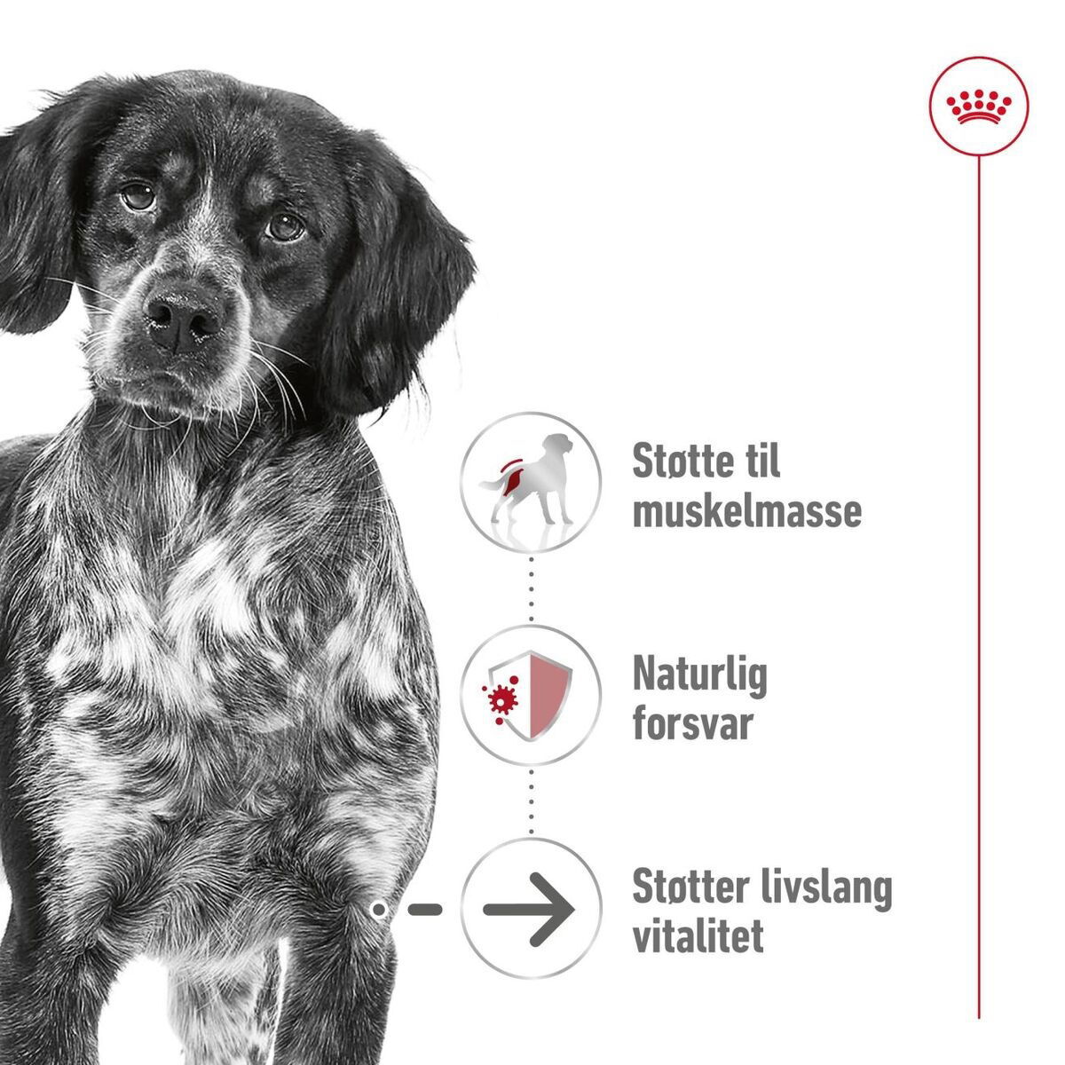 Royal Canin Medium Ageing 10+ tørrfôr til hund