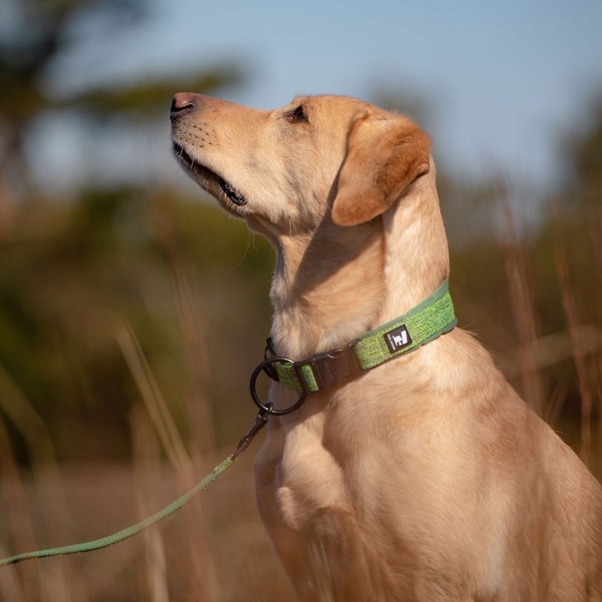 Feel Active Padded Eco Collar Green