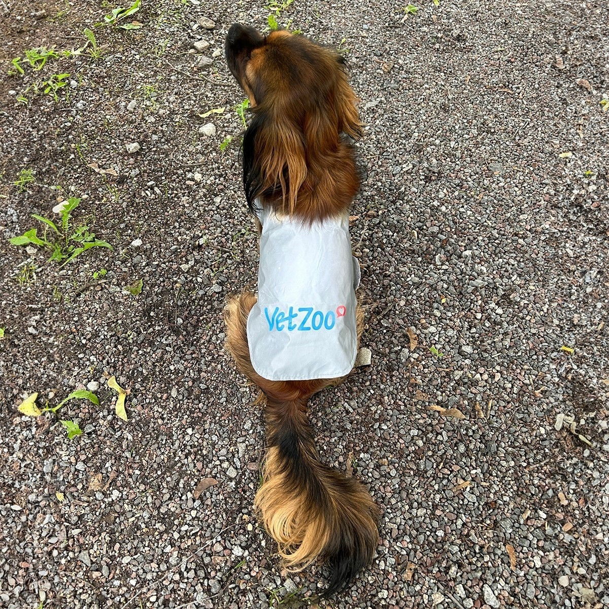 Icepeak Pet Brightly visibility vest VetZoo