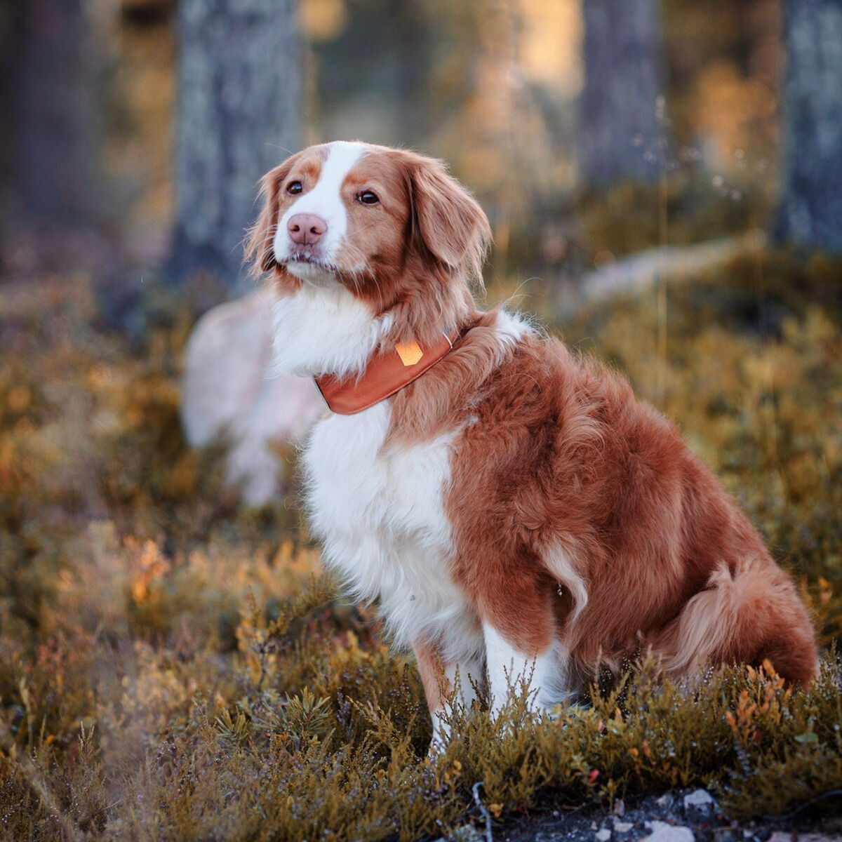 Woolly Wolf Alpha 360 collar, Terracotta Mix