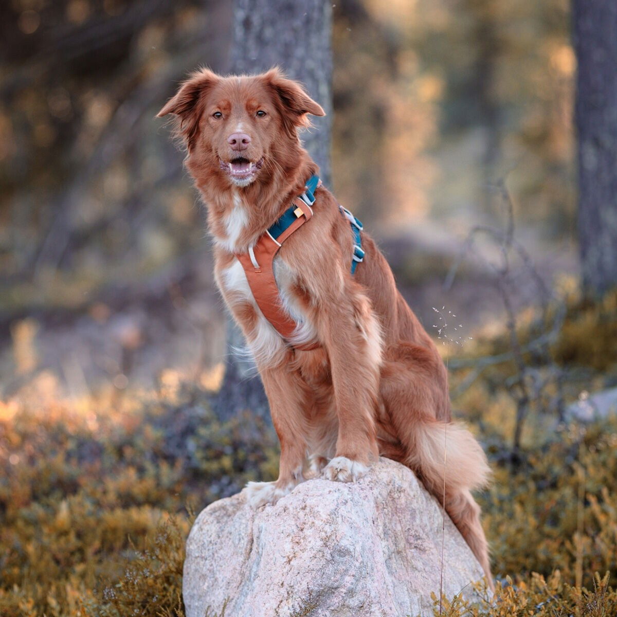 Woolly Wolf Alpha 360 harness, Terracotta Mix