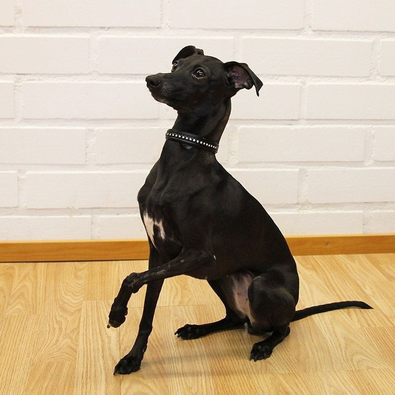 Basic Sparkle strasshalsbånd svart