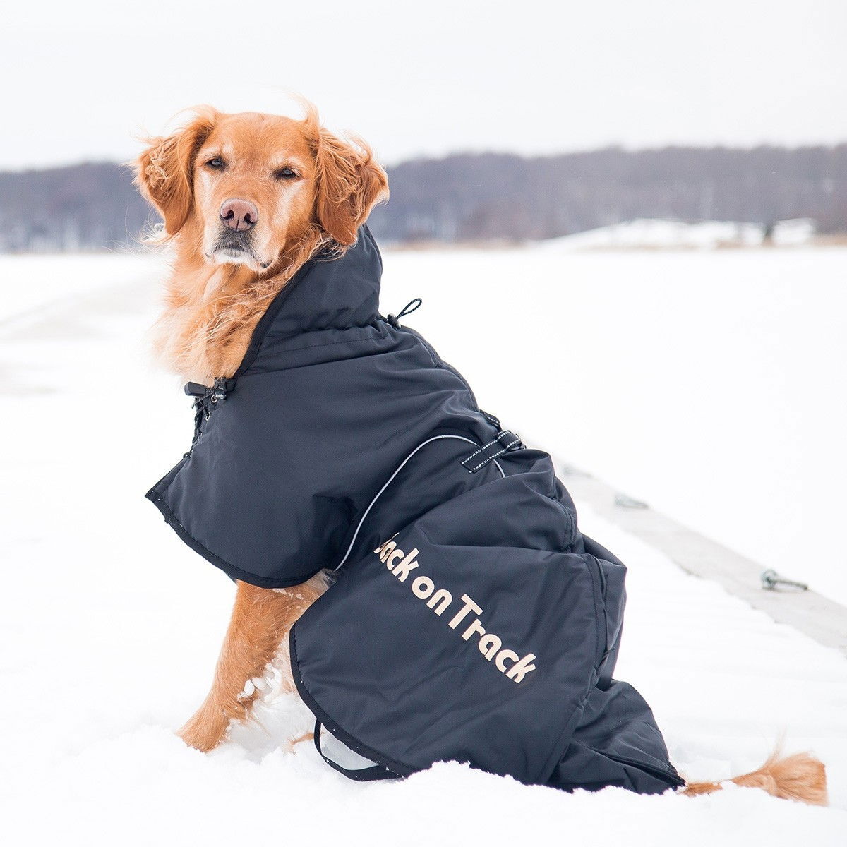 Back on Track Dog rug standard, Black 